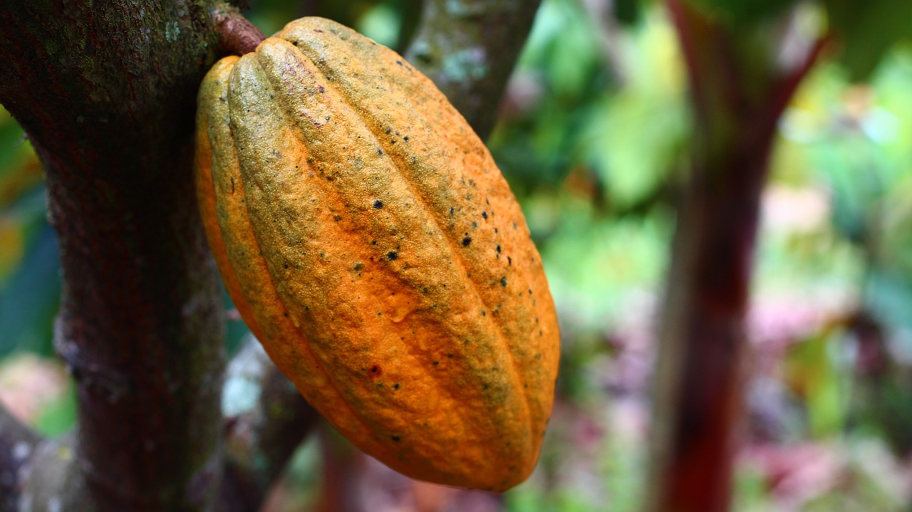 Maseczka z kakao – najlepsza nawilżająca maseczka do twarzy